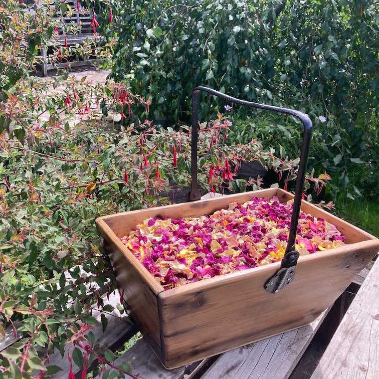 Dried rose petals in a trug